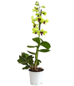 Dehner Dendrobium - Dendrobium cultivaris, verschiedene Sorten Discount