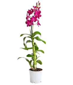 Dehner Dendrobium - Dendrobium cultivaris, verschiedene Sorten Discount