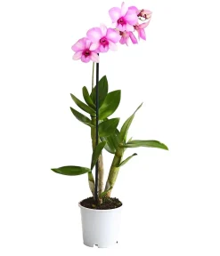 Dehner Dendrobium - Dendrobium cultivaris, verschiedene Sorten Discount