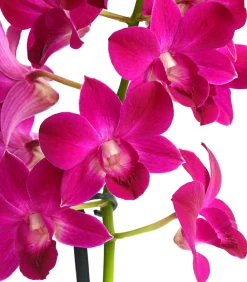 Dehner Dendrobium - Dendrobium cultivaris, verschiedene Sorten Discount