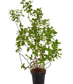 Dehner Deutzie 'Tourbillon Rouge' Sale
