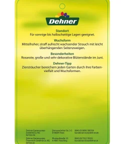 Dehner Deutzie 'Tourbillon Rouge' Sale