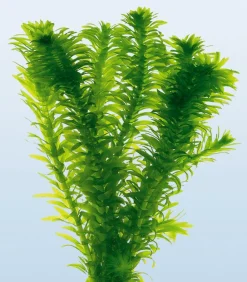 Dehner Aqua Teichpflanzen|Teichpflanzen - Dichtblättrige Wasserpest Grün