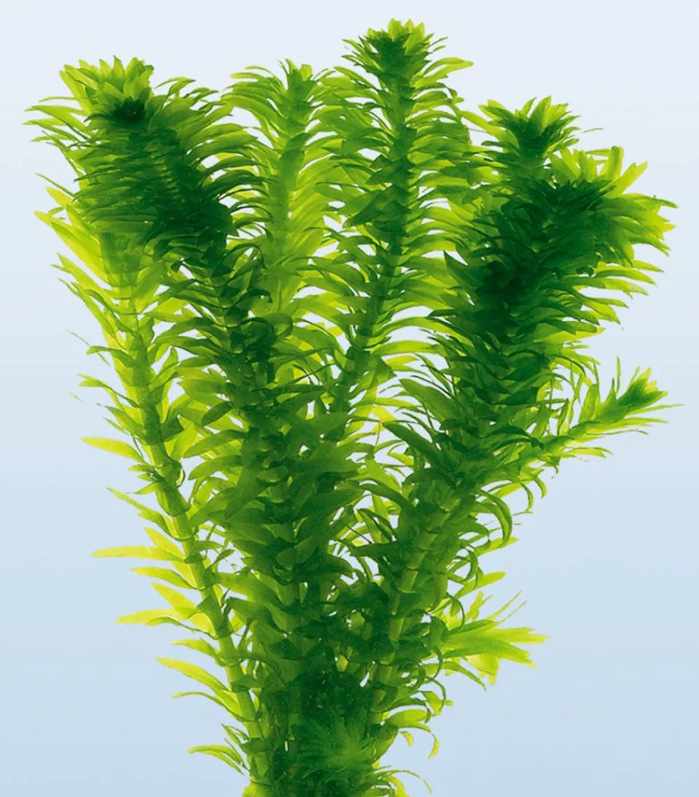 Dehner Aqua Teichpflanzen|Teichpflanzen - Dichtblättrige Wasserpest Grün