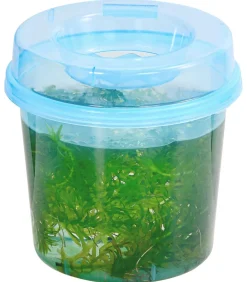 Dehner Aqua Teichpflanzen|Teichpflanzen - Dichtblättrige Wasserpest Grün