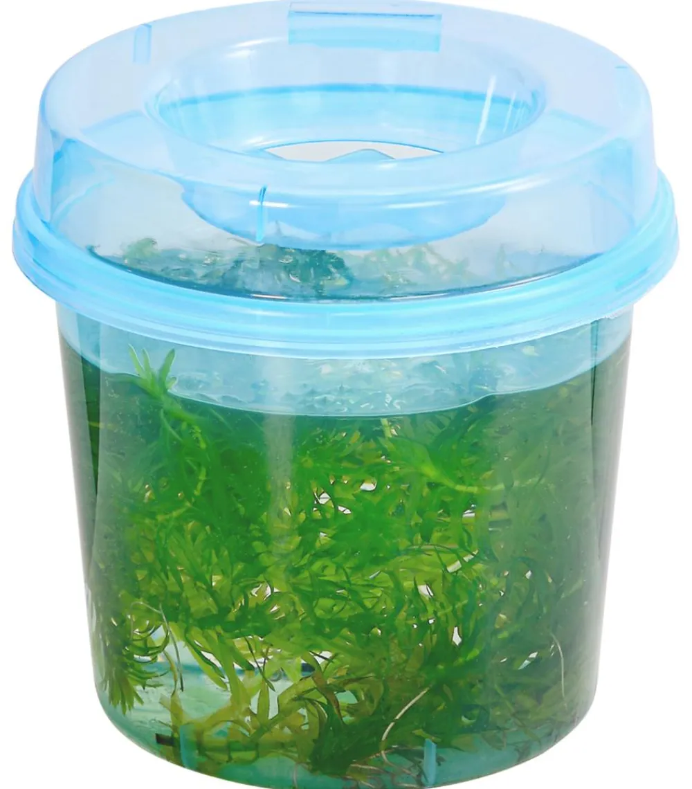 Dehner Aqua Teichpflanzen|Teichpflanzen - Dichtblättrige Wasserpest Grün