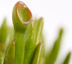 Dehner Sukkulenten > Dickblatt - Crassula cultivars, verschiedene Sorten