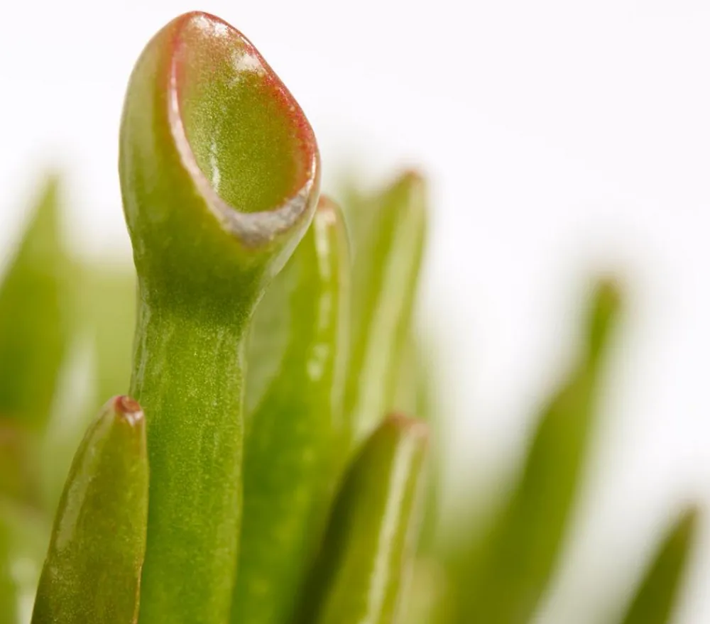 Dehner Sukkulenten > Dickblatt - Crassula cultivars, verschiedene Sorten