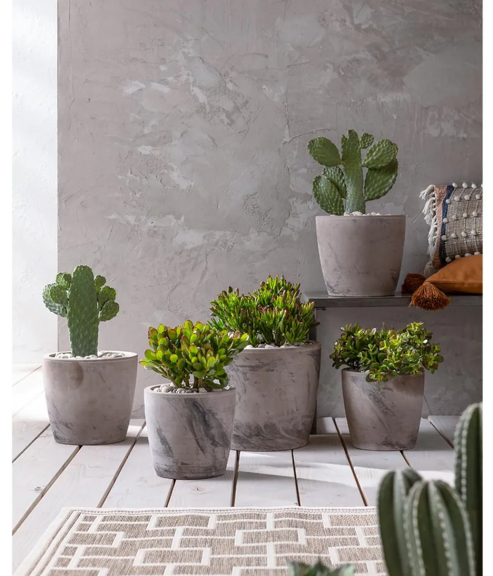 Dehner Sukkulenten > Dickblatt - Crassula cultivars, verschiedene Sorten