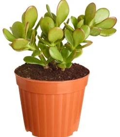 Dehner Sukkulenten > Dickblatt - Crassula cultivars, verschiedene Sorten