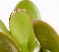Dehner Sukkulenten > Dickblatt - Crassula cultivars, verschiedene Sorten
