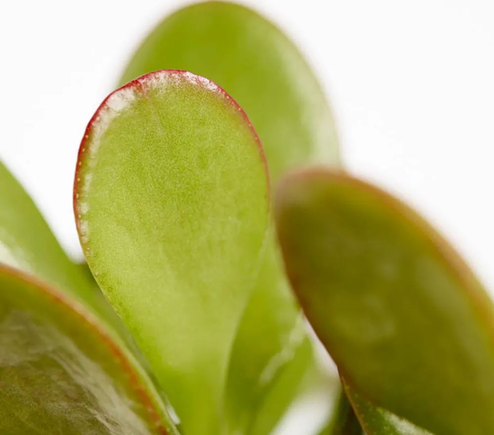 Dehner Sukkulenten > Dickblatt - Crassula cultivars, verschiedene Sorten