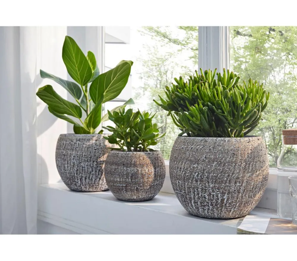 Dehner Sukkulenten > Dickblatt - Crassula cultivars, verschiedene Sorten