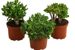 Dehner Sukkulenten > Dickblatt - Crassula cultivars, verschiedene Sorten