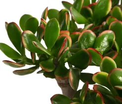 Dehner Sukkulenten > Dickblatt - Crassula cultivars, verschiedene Sorten