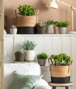 Dehner Sukkulenten > Dickblatt - Crassula cultivars, verschiedene Sorten