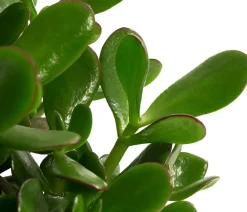 Dehner Sukkulenten > Dickblatt - Crassula cultivars, verschiedene Sorten