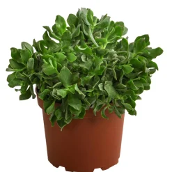 Dehner Sukkulenten > Dickblatt - Crassula cultivars, verschiedene Sorten