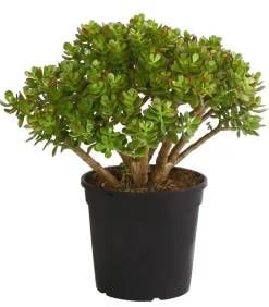 Dehner Dickblatt - Crassula cultivars, verschiedene Sorten Clearance