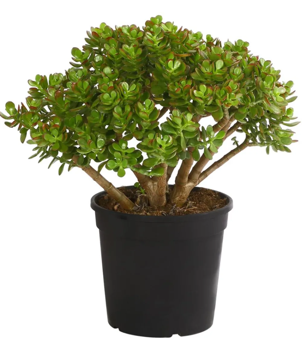Dehner Dickblatt - Crassula cultivars, verschiedene Sorten Clearance