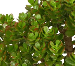 Dehner Dickblatt - Crassula cultivars, verschiedene Sorten Clearance