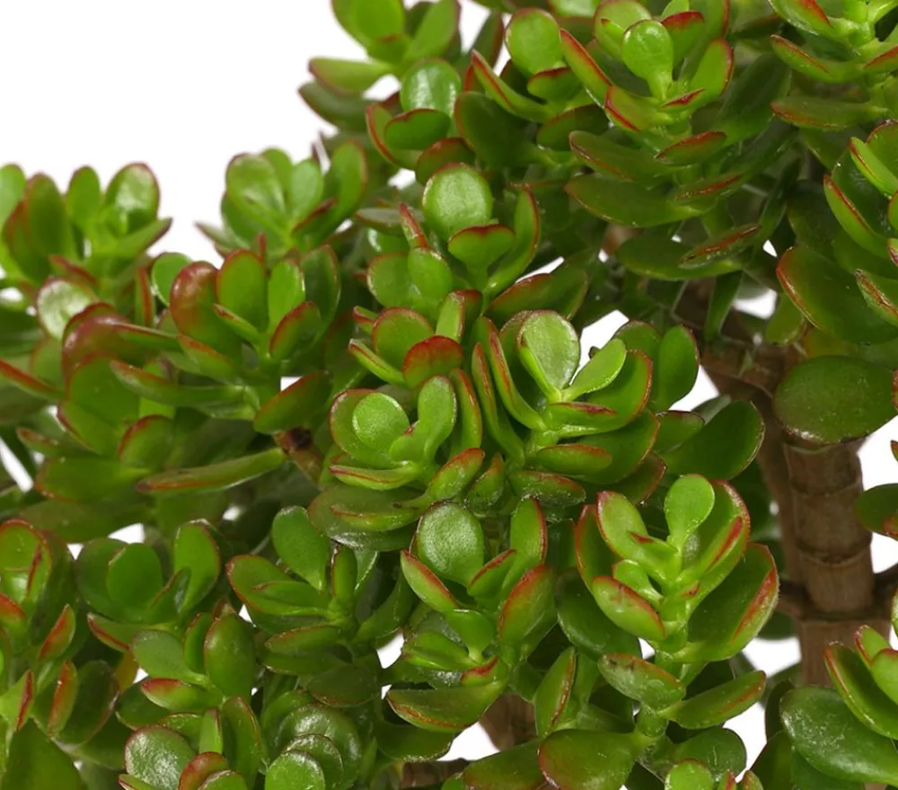 Dehner Dickblatt - Crassula cultivars, verschiedene Sorten Clearance