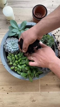 Dehner Dickblatt - Crassula cultivars, verschiedene Sorten Clearance