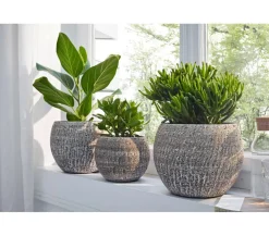 Dehner Sukkulenten - Dickblatt - Crassula cultivars, verschiedene Sorten