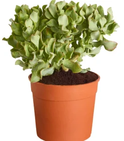 Dehner Sukkulenten - Dickblatt - Crassula cultivars, verschiedene Sorten