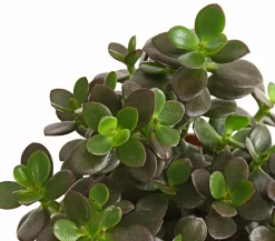 Dehner Dickblatt - Crassula ovata minor