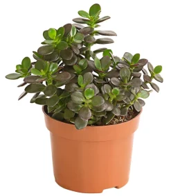 Dehner Dickblatt - Crassula ovata minor