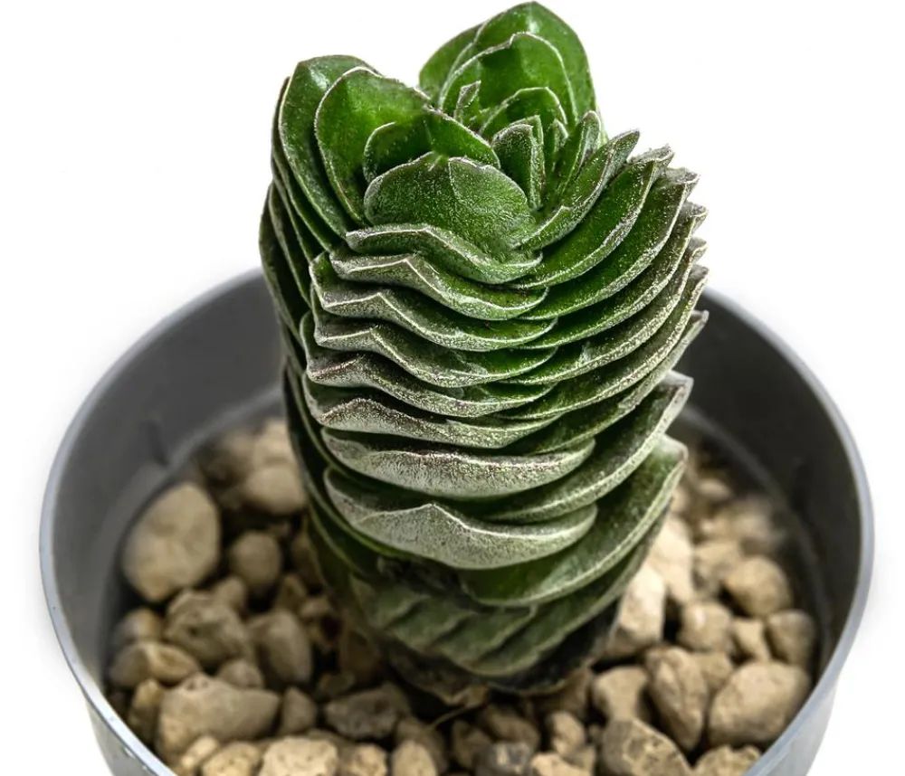 Dehner Sukkulenten|Kakteen > Dickblatt - Crassula pyramidalis 'Buddha's Temple'