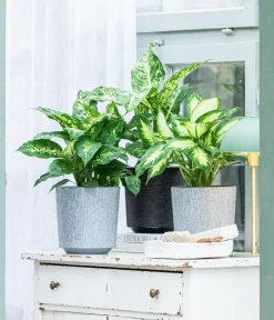 Dehner Grünpflanzen > Dieffenbachie - Dieffenbachia seguine compacta