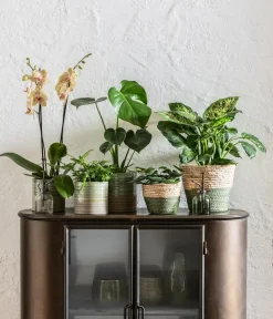 Dehner Grünpflanzen > Dieffenbachie - Dieffenbachia seguine compacta