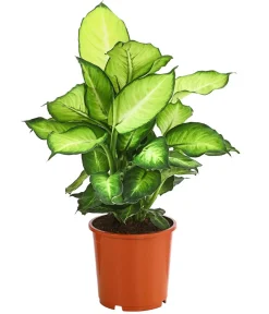 Dehner Grünpflanzen - Dieffenbachie - Dieffenbachia 'Summerstyle'