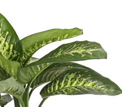 Dehner Grünpflanzen - Dieffenbachie - Dieffenbachia amoena 'Reeva'