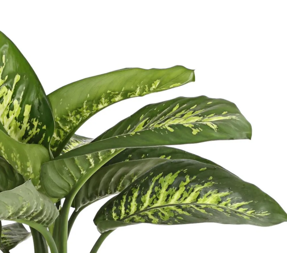 Dehner Grünpflanzen - Dieffenbachie - Dieffenbachia amoena 'Reeva'