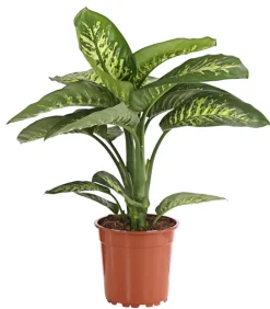 Dehner Grünpflanzen - Dieffenbachie - Dieffenbachia amoena 'Reeva'