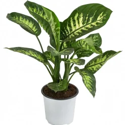 Dehner Grünpflanzen - Dieffenbachie - Dieffenbachia 'Tropic Snow'
