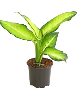 Dehner Grünpflanzen > Dieffenbachie - Dieffenbachia maculata, verschiedene Sorten