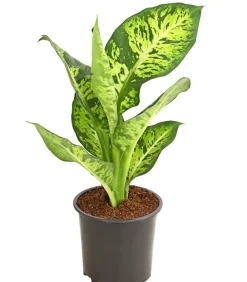 Dehner Grünpflanzen > Dieffenbachie - Dieffenbachia maculata, verschiedene Sorten
