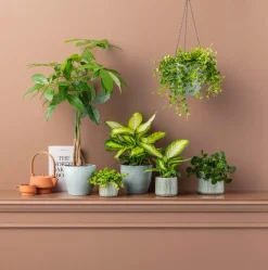Dehner Dieffenbachie - Dieffenbachia maculata 'Camilla' Clearance