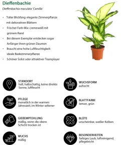 Dehner Dieffenbachie - Dieffenbachia maculata 'Camilla' Clearance