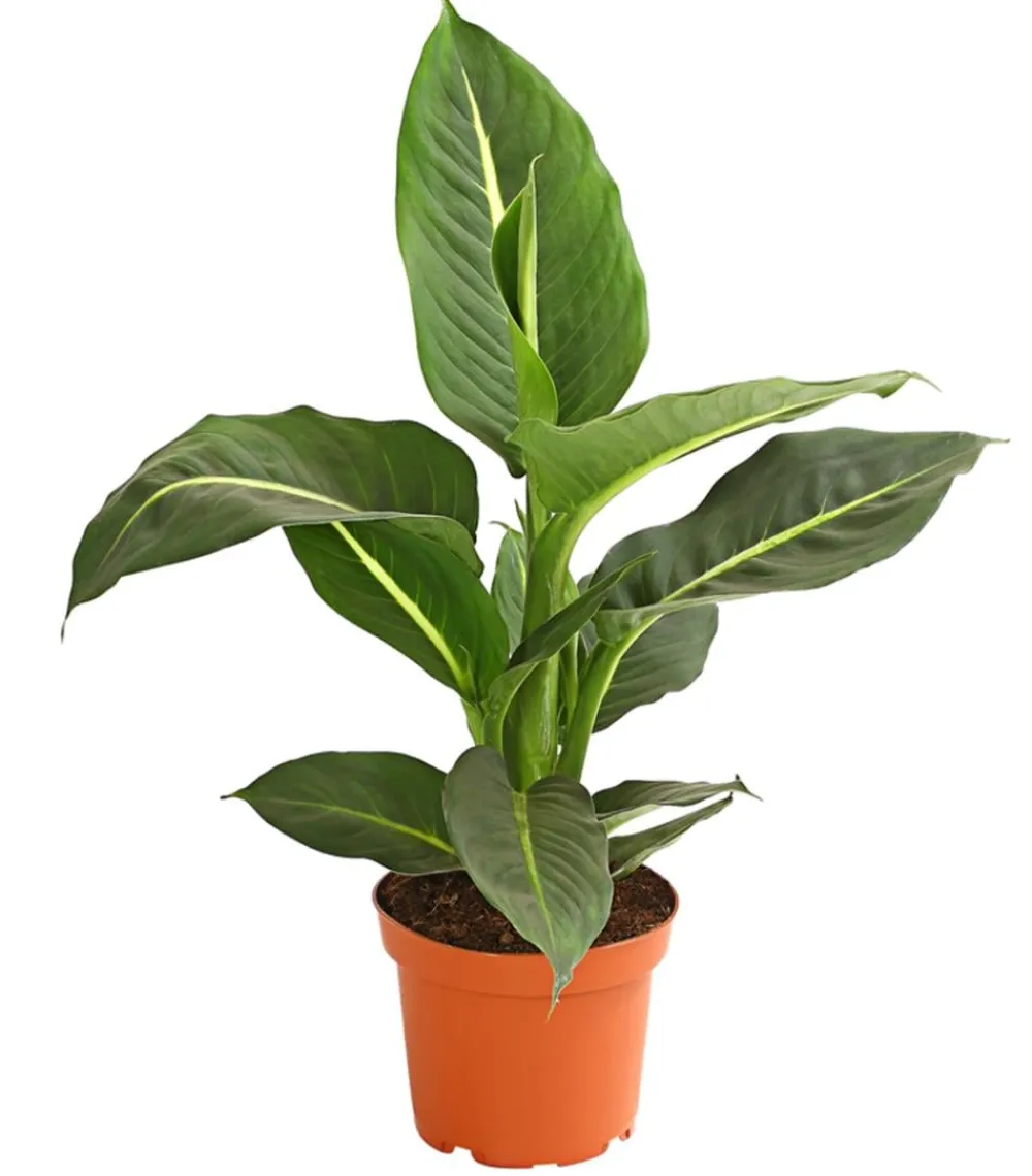 Dehner Dieffenbachie - Dieffenbachia maculata, verschiedene Sorten New