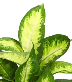 Dehner Dieffenbachie - Dieffenbachia maculata, verschiedene Sorten New