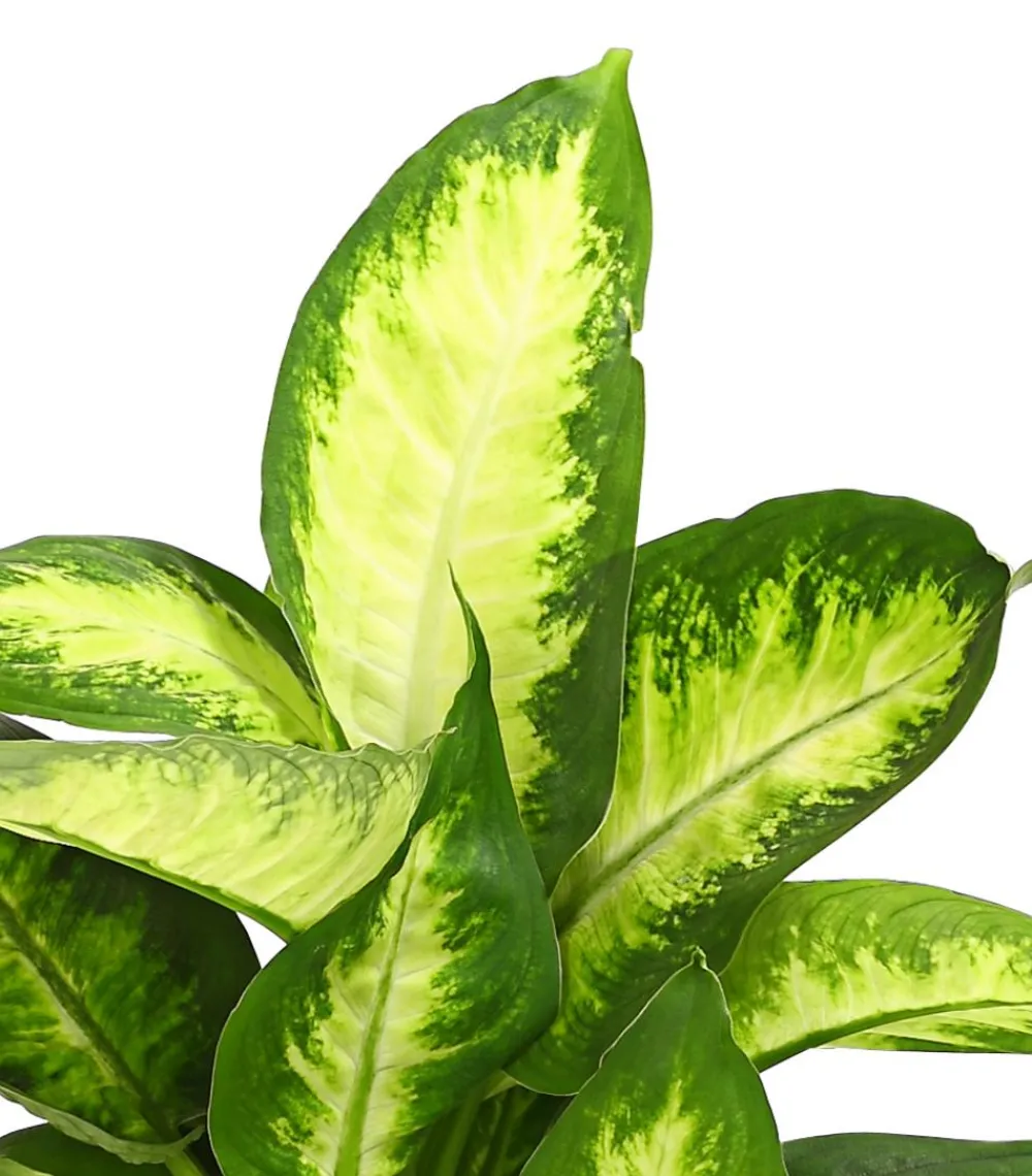 Dehner Dieffenbachie - Dieffenbachia maculata, verschiedene Sorten New