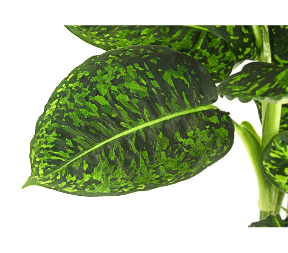 Dehner Dieffenbachie - Dieffenbachia seguine 'Reflector' Outlet
