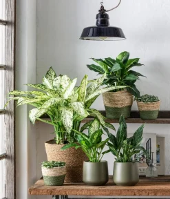 Dehner Dieffenbachie - Dieffenbachia seguine 'Reflector' Outlet