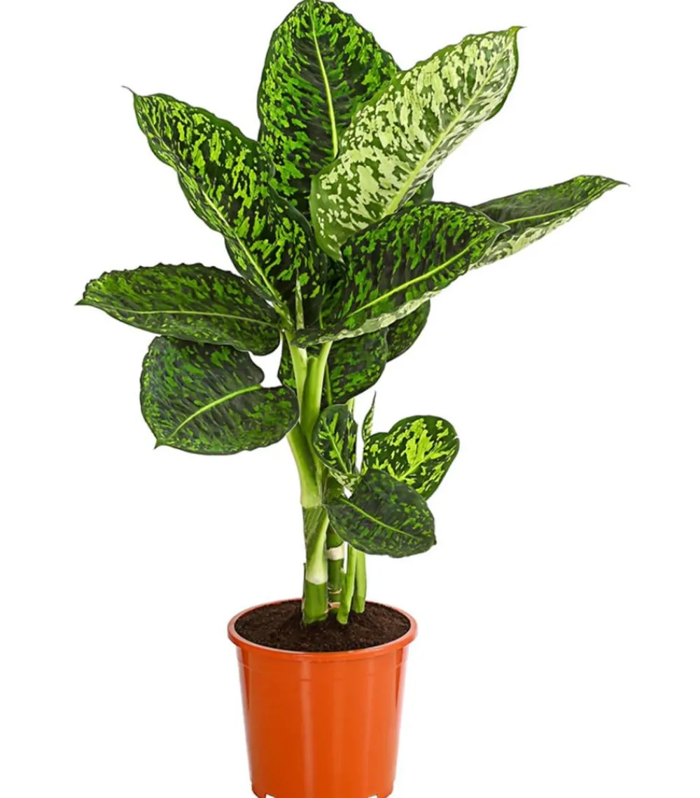 Dehner Dieffenbachie - Dieffenbachia seguine 'Reflector' Outlet