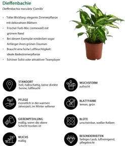 Dehner Grünpflanzen - Dieffenbachie - Dieffenbachia maculata 'Camilla'